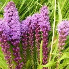 LIATRIS spicata 'Floristan Violett'