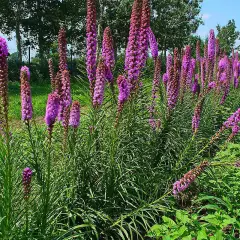 LIATRIS spicata 'Floristan Violett'