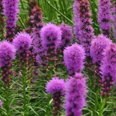 LIATRIS spicata 'Floristan Violett'