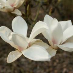 MAGNOLIA soulangeana 'Alba Superba' - Magnolia à fleurs blanche 'Alba superba'