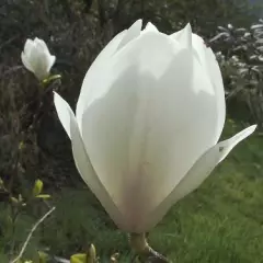 MAGNOLIA soulangeana 'Alba Superba' - Magnolia à fleurs blanche 'Alba superba'