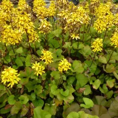 LIGULARIA 'Little Rocket' - Ligulaire