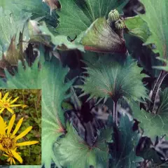 LIGULARIA 'Osiris Fantaisie'® - Ligulaire