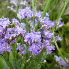 LIMONIUM latifolium 'Robert Butler' - Statice