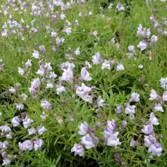 LINARIA anticaria 'Antique Silver' - Linaire