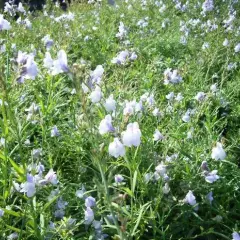 LINARIA anticaria 'Antique Silver' - Linaire