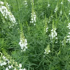 LINARIA purpurea 'Springside White' - Linaire