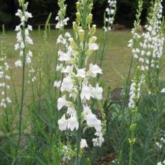 LINARIA purpurea 'Springside White' - Linaire