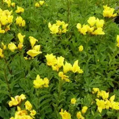 LINUM flavum 'Compactum' - Lin vivace