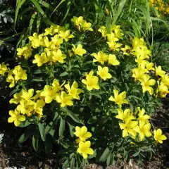 LINUM flavum 'Compactum' - Lin vivace