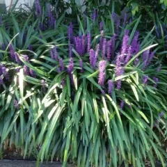 LIRIOPE muscari 'Evergreen Giant'