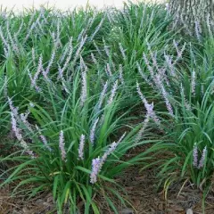 LIRIOPE muscari 'Evergreen Giant'