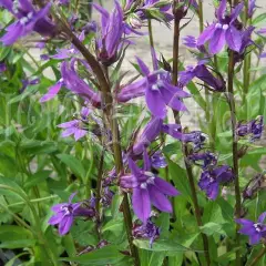 LOBELIA gerardii 'Vedrariensis'