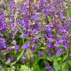 LOBELIA gerardii 'Vedrariensis'