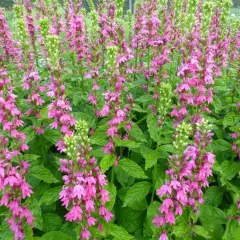 LOBELIA 'Monet Moment'®