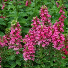 LOBELIA 'Monet Moment'®