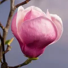 MAGNOLIA soulangeana 'Lennei' - Magnolia 'Lennei'