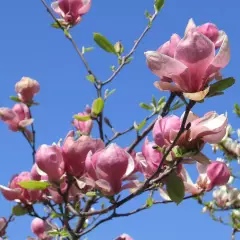 MAGNOLIA soulangeana 'Lennei' - Magnolia 'Lennei'