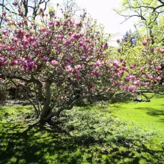 MAGNOLIA soulangeana 'Lennei' - Magnolia 'Lennei'