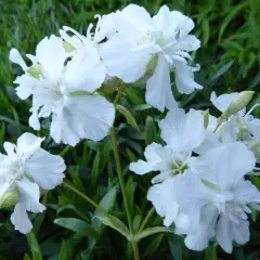 LYCHNIS viscaria 'Alba'