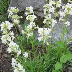 LYCHNIS viscaria 'Alba'