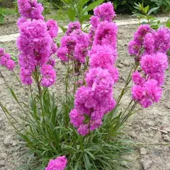 LYCHNIS viscaria 'Plena'