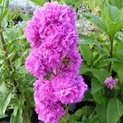 LYCHNIS viscaria 'Plena'