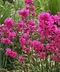 LYCHNIS viscaria 'Plena'