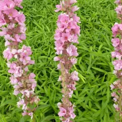 LYTHRUM salicaria 'Blush' - Salicaire