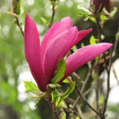 MAGNOLIA 'Susan' - Magnolia parfumé