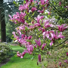 MAGNOLIA 'Susan' - Magnolia parfumé