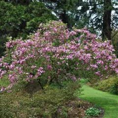 MAGNOLIA 'Susan' - Magnolia parfumé