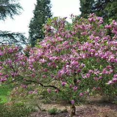 MAGNOLIA 'Susan' - Magnolia parfumé