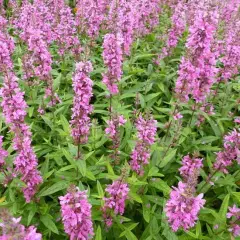 LYTHRUM salicaria 'The Beacon' - Salicaire