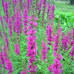 LYTHRUM salicaria 'Zigeunerblut' - Salicaire