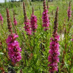 LYTHRUM salicaria 'Zigeunerblut' - Salicaire