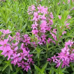LYTHRUM virgatum 'Rose Queen' - Salicaire