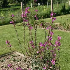 LYTHRUM virgatum 'Rose Queen' - Salicaire