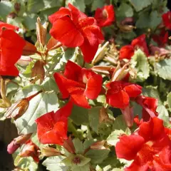 MIMULUS 'Roter Kaiser' - Mimule