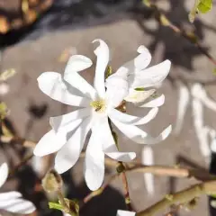 MAGNOLIA Stellata - Magnolia étoilé