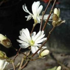 MAGNOLIA Stellata - Magnolia étoilé