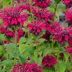 MONARDA 'Fireball'® - Monarde