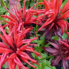 MONARDA 'Jacob Cline' - Monarde