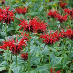 MONARDA 'Jacob Cline' - Monarde