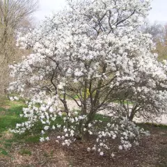 MAGNOLIA Stellata 'Royal Star' - Magnolia étoilé rose clair 'royal Star'