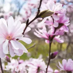 MAGNOLIA Stellata 'Royal Star' - Magnolia étoilé rose