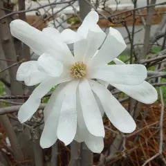 MAGNOLIA Stellata 'Royal Star' - Magnolia étoilé rose clair 'royal Star'