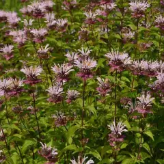 MONARDA 'Ou' Charm' - Monarde