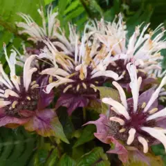 MONARDA 'Ou' Charm' - Monarde