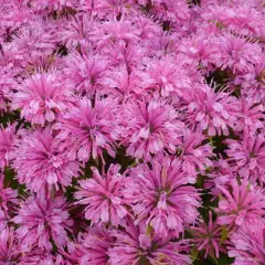 MONARDA 'Pardon Me Pink' - Monarde